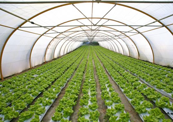 Invernaderos: el papel del gas natural para empresas agrícolas